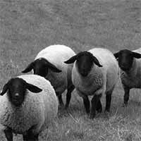 critique-politiques