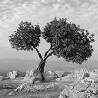 gauche-palestine